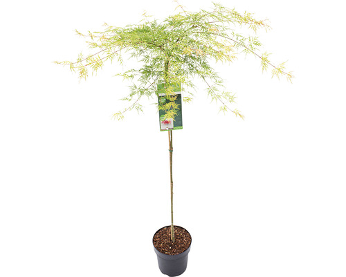 Érable du Japon vert Acer palmatum 'Emerald Lace' demi-tige 90 cm Co 6,5 l-0
