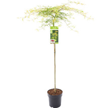 Érable du Japon vert Acer palmatum 'Emerald Lace' demi-tige 90 cm Co 6,5 l-thumb-1