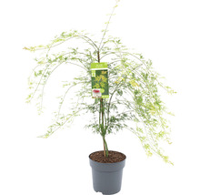 Érable du Japon vert Acer palmatum 'Emerald Lace' H 80-100 Co 10 l-thumb-1