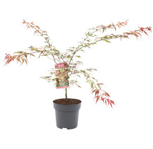 Érable du Japon à feuilles multicolores Acer palmatum 'Extravaganza' H 80-100 Co 10 l-thumb-0