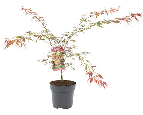 Érable du Japon à feuilles multicolores Acer palmatum 'Extravaganza' H 80-100 Co 10 l-0
