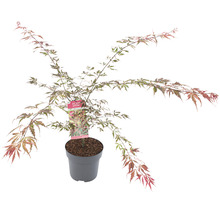 Érable du Japon à feuilles multicolores Acer palmatum 'Extravaganza' H 80-100 Co 10 l-thumb-1