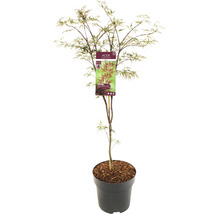 Érable du Japon rouge foncé Acer palmatum 'Garnet' H 80-100 cm Co 10 l-thumb-0