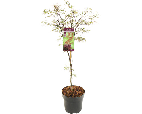 Érable du Japon rouge foncé Acer palmatum 'Garnet' H 80-100 cm Co 10 l-0