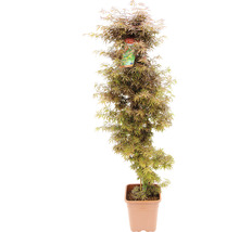 Érable palmé Acer palmatum 'Jerre Schwartz' H 130-140 cm Co 14 l-thumb-0