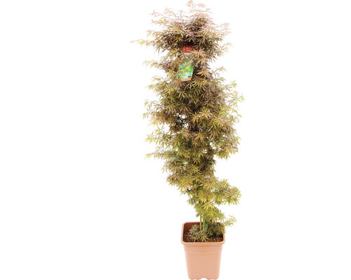 Érable palmé Acer palmatum 'Jerre Schwartz' H 130-140 cm Co 14 l-0