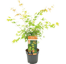 Érable palmé Acer palmatum 'Katsura' H 50-60 cm Co 3 l-thumb-2