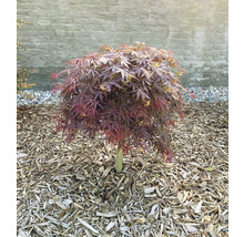 Érable palmé nain Acer palmatum 'Nimura Princess' demi-tige 40 cm Co 3 l-thumb-2