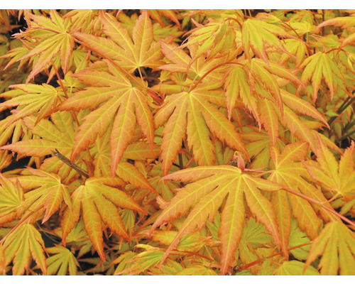 Érable palmé Acer palmatum 'Orange Dream' H 50-60 cm Co 3 l