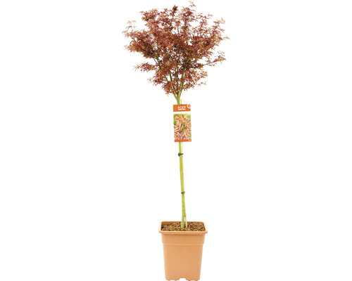 Érable palmé Acer palmatum 'Shaina' demi-tige 90 cm Co 18 l carré-0