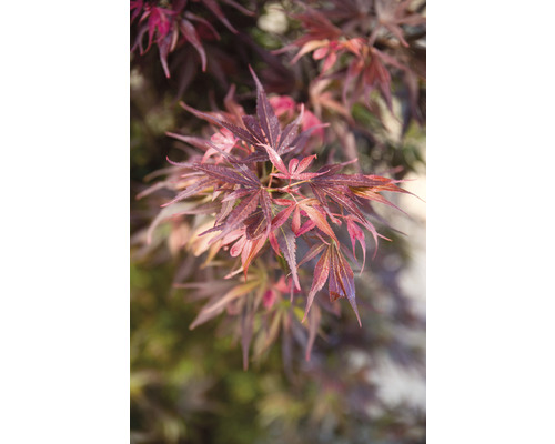 Érable palmé Acer palmatum 'Skeeter Broom' H 50-60 cm Co 3 l