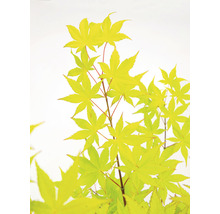 Érable palmé jaune Acer palmatum 'Summergold' H 50-60 cm Co 3 l-thumb-0