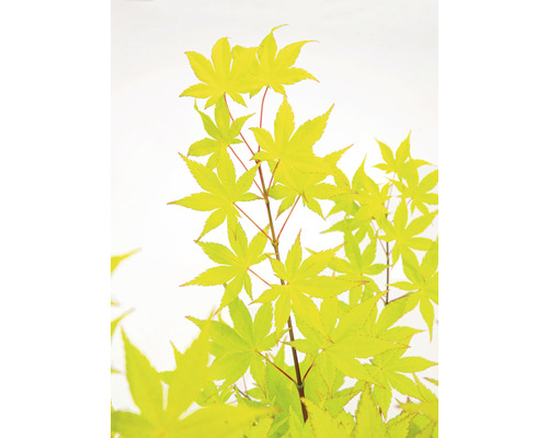 Érable palmé jaune Acer palmatum 'Summergold' H 50-60 cm Co 3 l-0