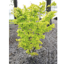 Érable palmé jaune Acer palmatum 'Summergold' H 50-60 cm Co 3 l-thumb-4