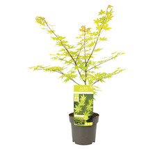Érable palmé jaune Acer palmatum 'Summergold' H 50-60 cm Co 3 l-thumb-1