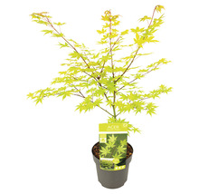 Érable palmé jaune Acer palmatum 'Summergold' H 50-60 cm Co 3 l-thumb-2