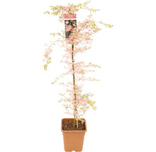 Érable palmé Acer palmatum 'Taylor' H 130-140 cm Co 14 l-thumb-0