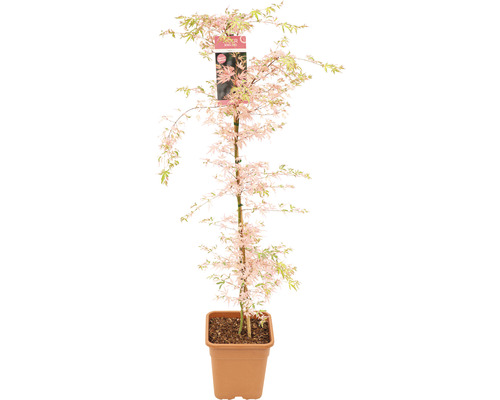 Érable palmé Acer palmatum 'Taylor' H 130-140 cm Co 14 l-0