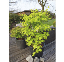 Érable doré du Japon Acer palmatum 'Jordan' H 50- 60 cm Co 3 l-thumb-0