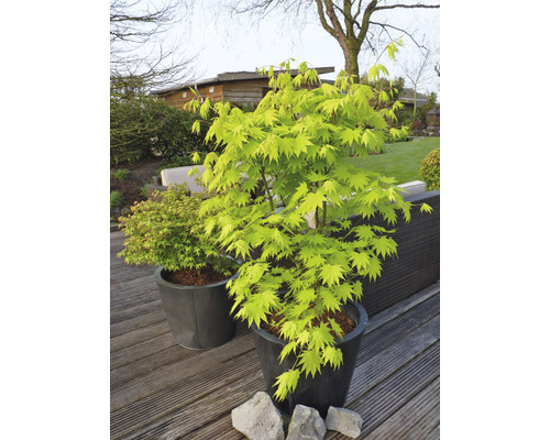 Érable doré du Japon Acer palmatum 'Jordan' H 50- 60 cm Co 3 l-0