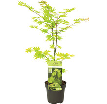 Érable doré du Japon Acer palmatum 'Jordan' H 50- 60 cm Co 3 l-thumb-1