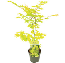 Érable doré du Japon Acer palmatum 'Jordan' H 50- 60 cm Co 3 l-thumb-2