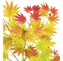 Érable doré du Japon Acer palmatum 'Moonrise' H 40- 50 cm Co 3 l-thumb-0