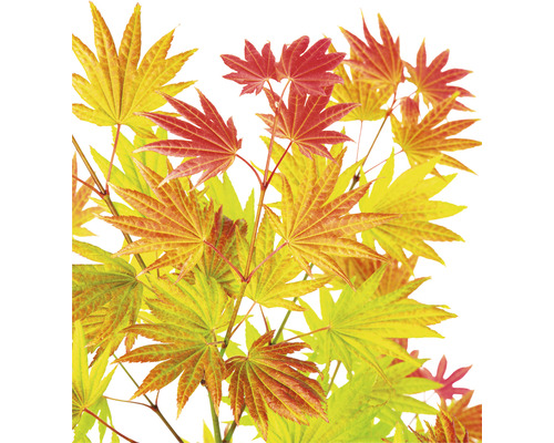 Érable doré du Japon Acer palmatum 'Moonrise' H 40- 50 cm Co 3 l-0
