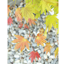 Érable doré du Japon Acer palmatum 'Moonrise' H 40- 50 cm Co 3 l-thumb-4