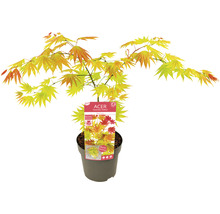 Érable doré du Japon Acer palmatum 'Moonrise' H 40- 50 cm Co 3 l-thumb-1