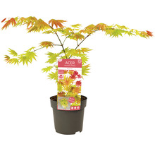 Érable doré du Japon Acer palmatum 'Moonrise' H 40- 50 cm Co 3 l-thumb-2
