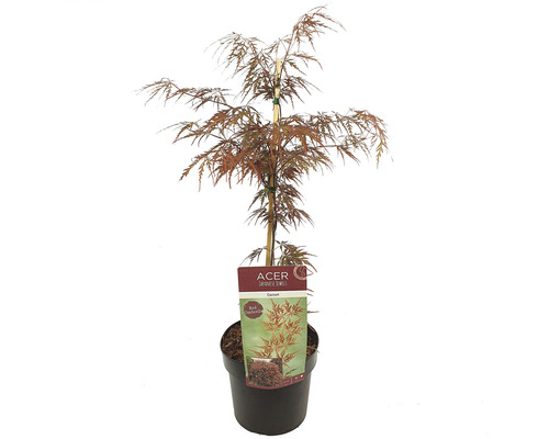 Dunkelroter Schlitzahorn Acer palmatum 'Garnet' H 50-60 cm Co 3 L