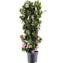 Dipladenie, Trichterblüte Säule FloraSelf Dipladenia mandevilla Hybride Gesamthöhe ca. 100 cm Ø 21 cm Topf rosa-thumb-0