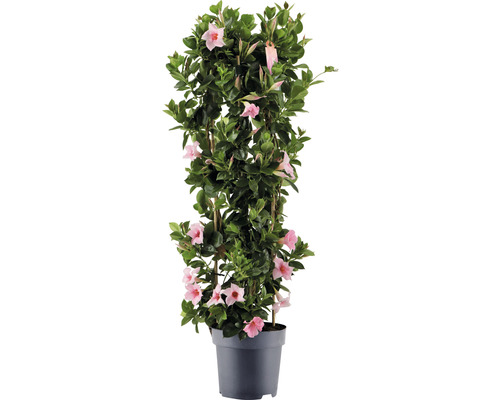 Dipladenie, Trichterblüte Säule FloraSelf Dipladenia mandevilla Hybride Gesamthöhe ca. 100 cm Ø 21 cm Topf rosa-0