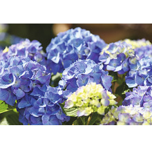 Hortensia Hydrangea macrophylla 'Diva fiore' ® bleu h 30-40 cm Co 5 l bleu-thumb-1