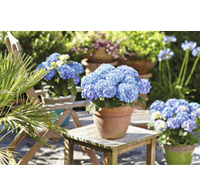 Hortensia Hydrangea macrophylla 'Diva fiore' ® bleu h 30-40 cm Co 5 l bleu-thumb-2