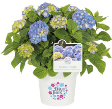 Hortensia Hydrangea macrophylla 'Diva fiore' ® bleu h 30-40 cm Co 5 l bleu-thumb-0