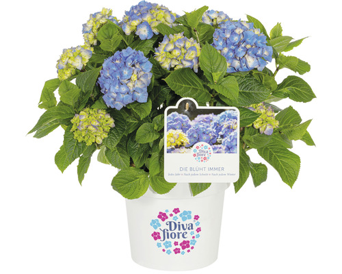 Hortensia Hydrangea macrophylla 'Diva fiore' ® bleu h 30-40 cm Co 5 l bleu-0