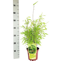 Bambou de jardin en boule Fargesia nitida Volcano h 30-40 cm Co 2 l-thumb-2