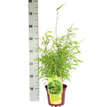 Bambou de jardin en boule Fargesia nitida Volcano h 30-40 cm Co 2 l-thumb-3