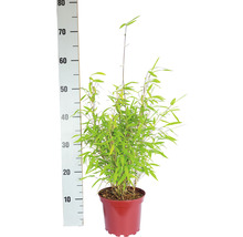 Bambou de jardin en boule Fargesia nitida Volcano h 30-40 cm Co 2 l-thumb-4