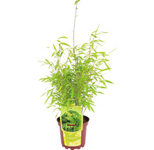 Bambou de jardin en boule Fargesia nitida Volcano h 30-40 cm Co 2 l-thumb-0