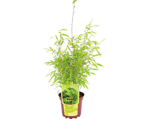 Bambou de jardin en boule Fargesia nitida Volcano h 30-40 cm Co 2 l-0