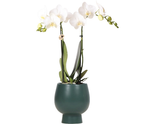 Orchidée papillon blanche FloraSelf en cache-pot céramique Scandic Ø 11 cm