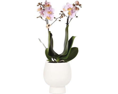 Orchidée papillon rose FloraSelf en cache-pot céramique Scandic Ø 11 cm