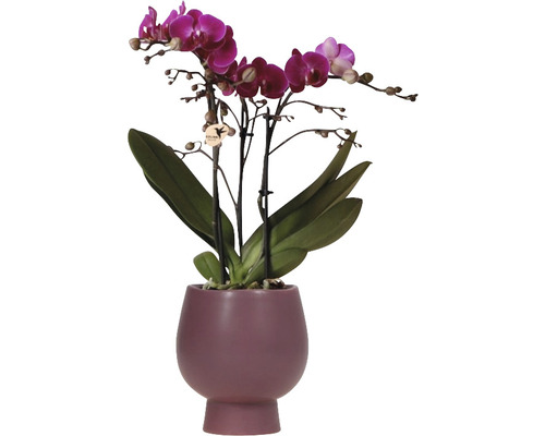 Orchidée papillon violet FloraSelf en cache-pot céramique Scandic Ø 11 cm