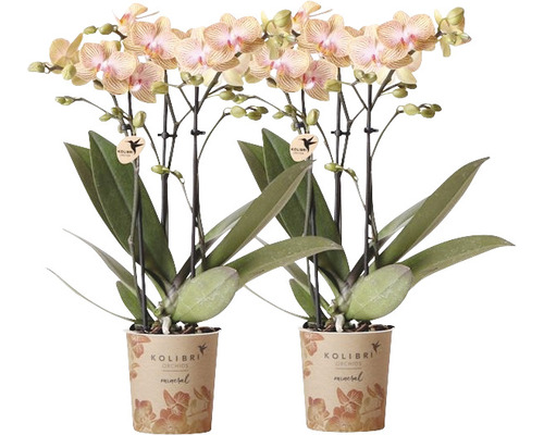 Orchidée papillon lot de 2 FloraSelf Phalaenopsis 'Trento' h 35-40 cm pot Ø 9 cm crème