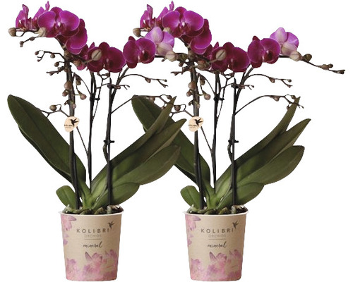 Orchidée papillon lot de 2 FloraSelf Phalaenopsis 'Morelia' h 35-40 cm pot Ø 9 cm violet