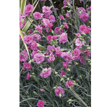 Mélange aromatique œillet mignardise FloraSelf Dianthus Devon Cottage h 15-30 cm Co 5 l diff. variétés-thumb-1