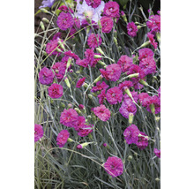 Mélange aromatique œillet mignardise FloraSelf Dianthus Devon Cottage h 15-30 cm Co 5 l diff. variétés-thumb-3